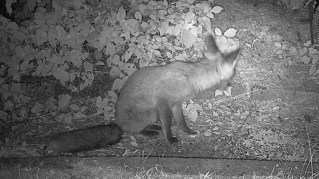 Baby Red Fox Cub Eating Seeds in the Wild