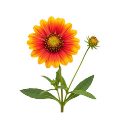 Fototapeta premium Bright orange and yellow flower with green stem and leaves isolated on white background