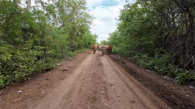 A herd of cows is walking on a dirt road in the rural forest.