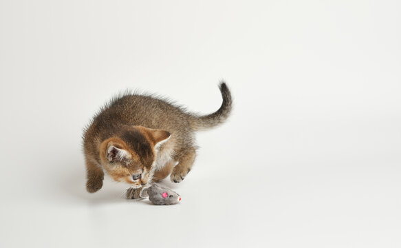 Cute fluffy kitten playing with a toy mouse