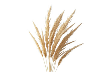 Fototapeta premium Bundle of tall golden grain stalks isolated on transparent background