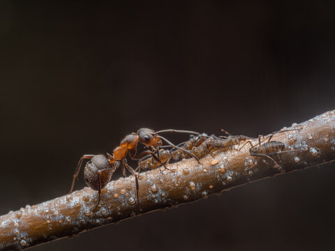 Zu sehen ist au&szlig;erdem eine Waldameise (Formica pratensis), die ihre Blattl&auml;use (Aphidoidea) kontrolliert. Die Aufnahme erfolgte vor dunklem Hintergrund.