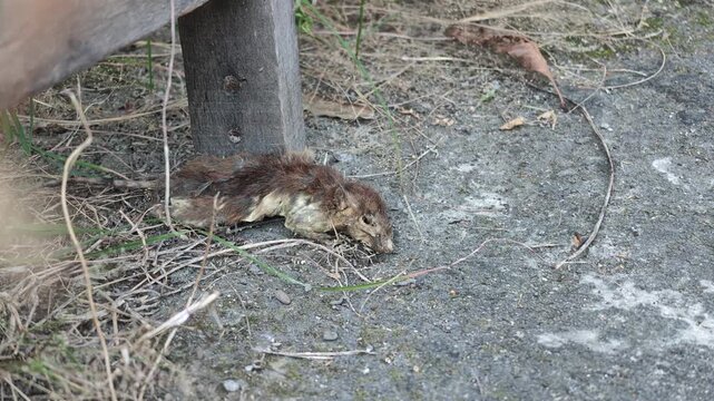 Slow motion wide shot showing a dried dead rat carcass lying on concrete and soil near a wooden post in a backyard.
