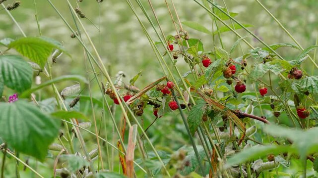 Сapturing the serene and natural ambiance of picking raspberries in a lush outdoor garden, this close-up perspective showcases the vibrant green leaves and red berries of the raspberry bush.