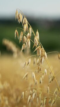Golden oat panicle swaying gently in a serene agricultural field during the summer harvest season