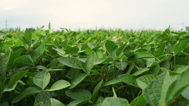 Lush green soybean field growing under a cloudy sky with plants gently swaying in the wind representing agricultural abundance