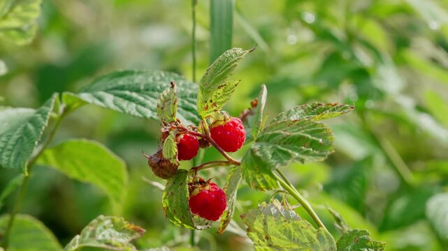 Сapturing the serene and natural ambiance of picking raspberries in a lush outdoor garden, this close-up perspective showcases the vibrant green leaves and red berries of the raspberry bush.