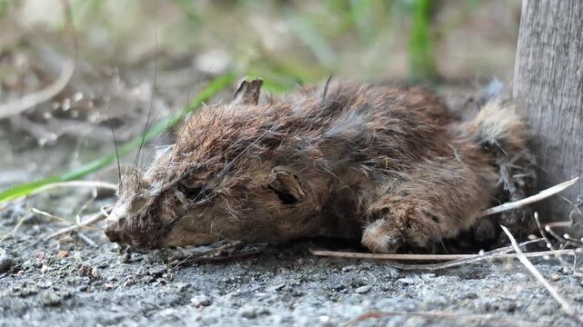 Macro slow motion video capturing the intricate details of whiskers, snout, and dried fur of a dead rat on the ground.
