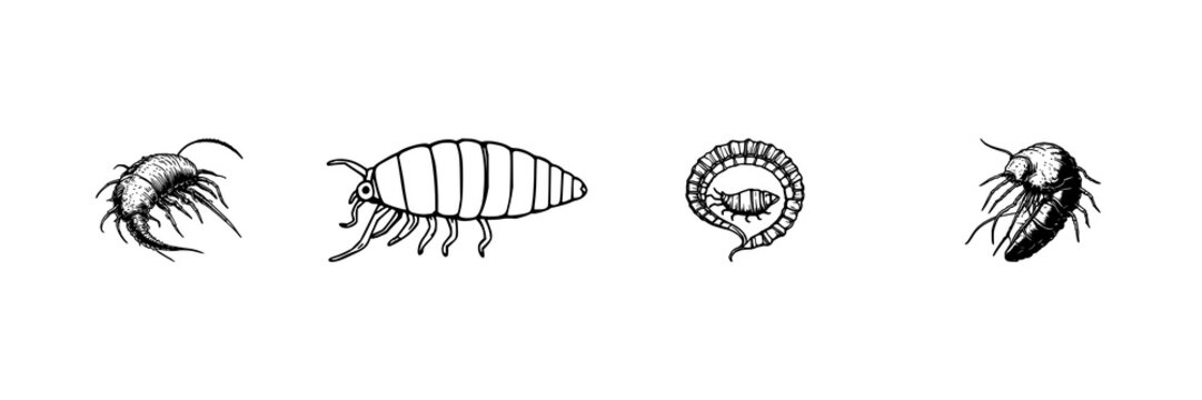 Deep-sea giant isopod set with antique woodcut style scientific illustration featuring rare marine biology, hand-drawn line art, and white background