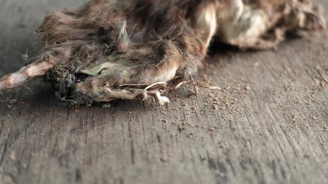 Slow motion camera pan starting from the long dry tail moving up to reveal the dried body and head of a dead rat on a wooden surface.
