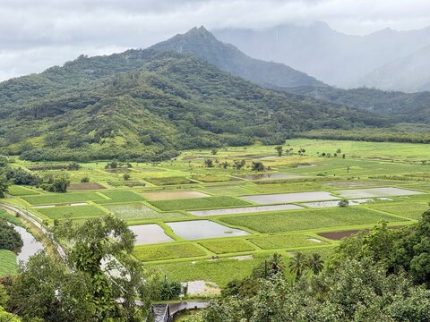 Famous taro kalo farm fields of Kauai Hawaii