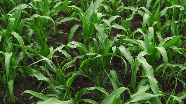Young green corn plants blowing in the wind on a large agricultural field showing a beautiful organic pattern in the countryside