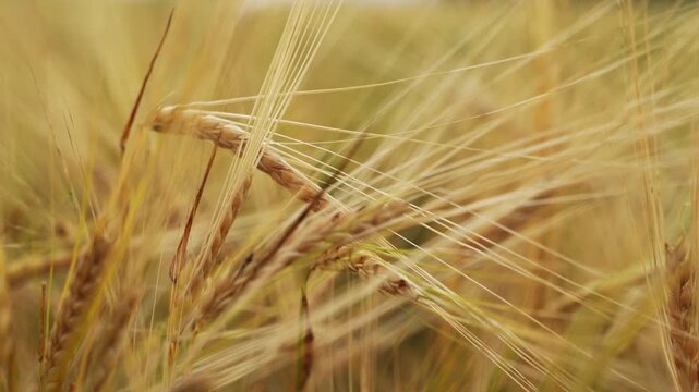 Golden barley ears swaying in the wind on a beautiful summer day with a shallow depth of field