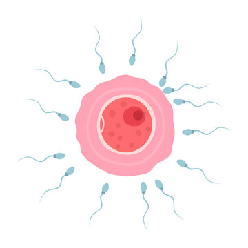 Sperm and Egg Cell. Sperm Approaching Egg Cell. Sperm Swim to Ovum Cell. Vector Illustration