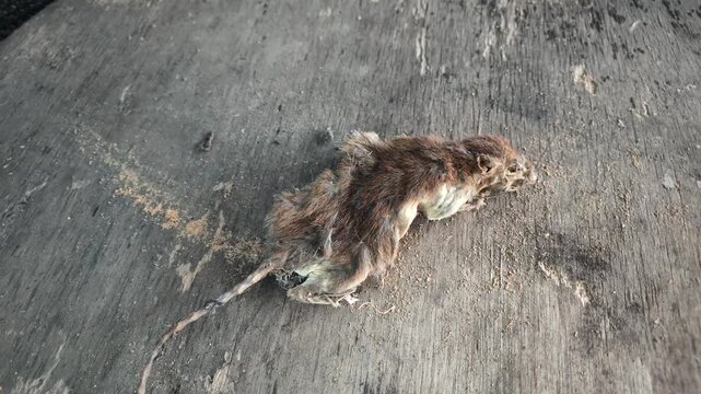 Slow motion high angle shot capturing the entire body of a mummified dead rat lying still on a weathered wooden surface.
