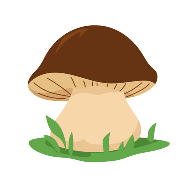 Brown porcini boletus mushroom vector illustration isolated on white background