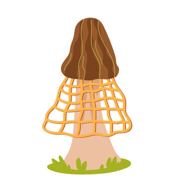 Morel mushroom vector illustration isolated on white background