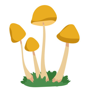 Yellow field mushrooms cluster vector illustration isolated on white background