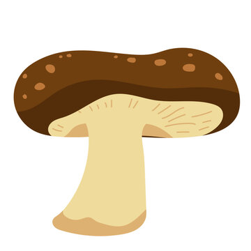Shiitake portobello mushroom vector illustration isolated on white background