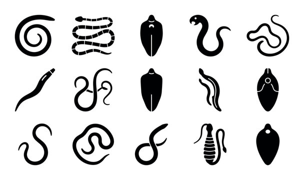 Parasite and helminth vector icons with worm, fluke and tapeworm for medical infographic in solid glyph style