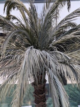 Vista de cerca de las hojas y el tronco de una palmera artificial de pl&aacute;stico, de decoraci&oacute;n en un centro comercial 