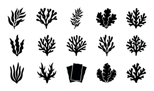 Marine and ocean vector icons with seaweed kelp algae for web design in solid glyph style