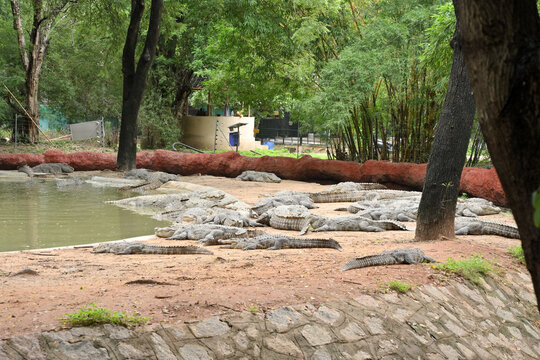 Large group of mugger crocodiles resting beside pond in wildlife sanctuary habitat