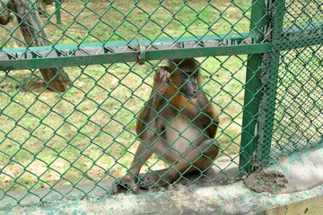 Mandrill monkey sitting behind chain link fence in wildlife conservation enclosure © Pleasant Mode