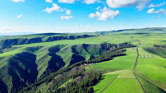 Aerial view of lush green alpine grassland and spruce forest valley under a blue sky, Kalajun Grassland, Ili, Xinjiang, China.