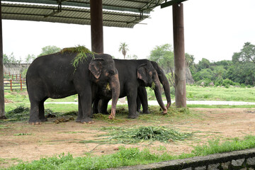 Asian elephants feeding together under shelter in wildlife conservation park © Pleasant Mode