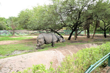 Indian rhinoceros walking through natural habitat in wildlife park landscape © Pleasant Mode