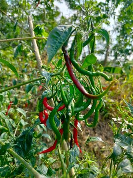 fresh red and green curly chili peppers hanging on plant branches in organic tropical agriculture