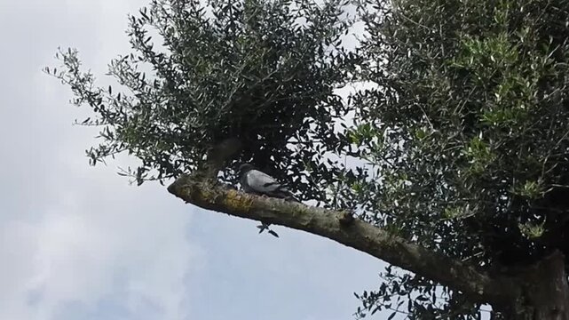 Olea europaea, European olive tree and dove sitting on branch in shade on sunny day with blue sky and white clouds. Topics: bird, Mediterranean vegetation, weather, season, summer, natural environment