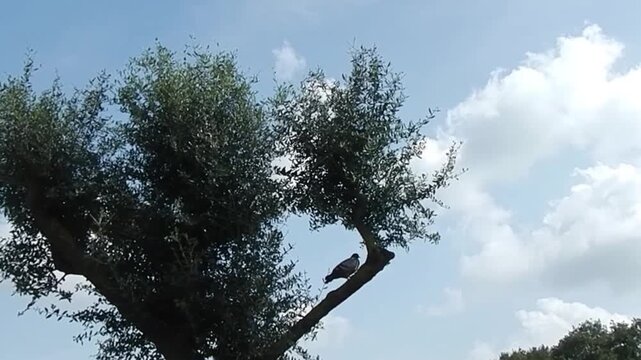 Olea europaea, European olive tree and dove sitting on branch in shade on sunny day with blue sky and white clouds. Topics: bird, Mediterranean vegetation, weather, season, summer, natural environment