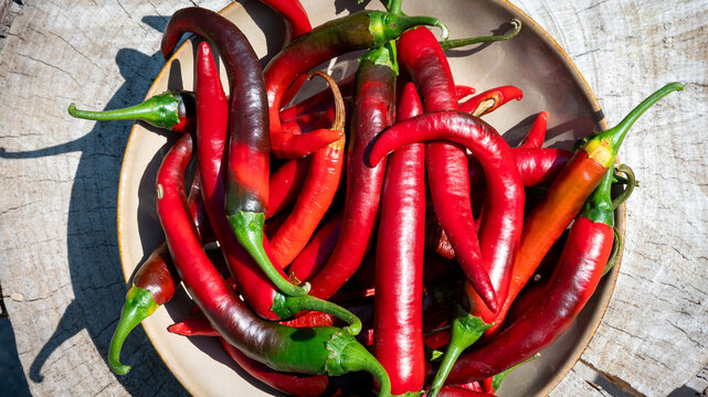 Freshly harvested red and green hot chili peppers in a bowl on a rustic wooden log background. Spicy food, culinary, and agriculture harvest concept