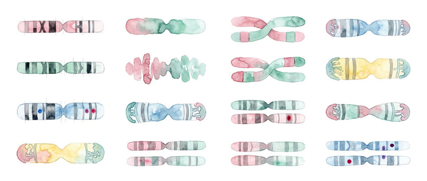 Chromosome dna genetics watercolor illustration set on black background featuring artistic human karyotype strand icons for scientific biology research, genome mapping, and medical biotechnology educa