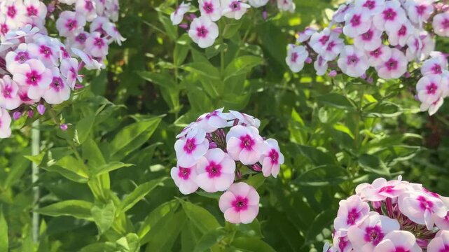 Beautiful phlox in summer sunlight