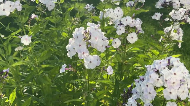 Beautiful phlox in summer sunlight