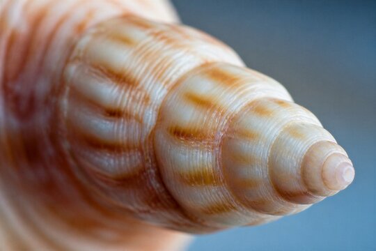 Conical seashell spiral detailed closeup on neutral background