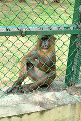 Mandrill monkey behind chain link fence in zoo enclosure looking at camera © Pleasant Mode