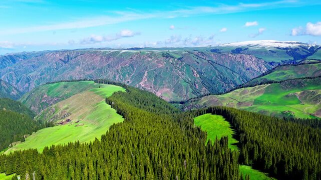 Aerial view of rolling green hills and spruce forest in an alpine mountain range, Kalajun Grassland, Ili, Xinjiang, China.