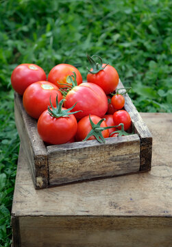 wooden box with fresh picking red ripe tomatoes in garden, natural background. gardening vegetable harvest season. cultivation of useful healthy organic vegetables