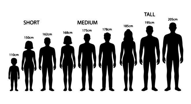 Human Height Comparison Chart, Diverse Silhouettes Representing Short, Medium, and Tall Adult and Child Figures with Centimeter Measurements, Vector Graphic
