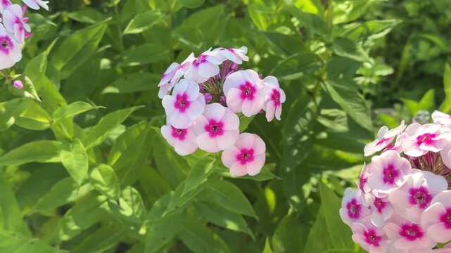 Beautiful phlox in summer sunlight