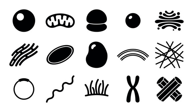 Biology and cellular vector icons with mitochondria, chromosome and nucleus for infographic design in solid glyph style