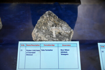 Broken Sauropod Dinosaur Limb Bone Fossil Displayed in Natural History Museum © Pleasant Mode