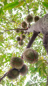 Durian fruits hanging on a large tree branch in a tropical orchard. Low angle shot of king of fruits tied with red string for harvest support. Fresh agricultural farm concept in Thailand.