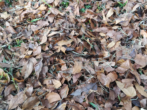 Natural background of fallen brown autumn leaves covering ground.
