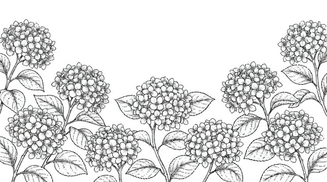 Vintage hydrangea flower border vector, hand drawn botanical line art illustration, black and white floral garden frame for wedding stationery