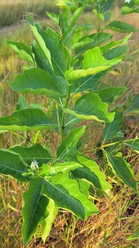 Green noni plant with white flowers growing in wild field under bright natural daylight